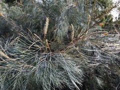 Grevillea pteridifolia