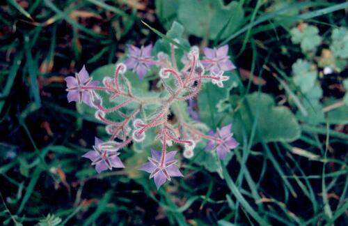 Borago officinalis