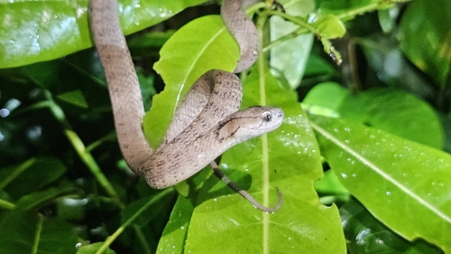 Keeled Slug Snake