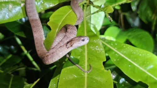 Keeled Slug Snake