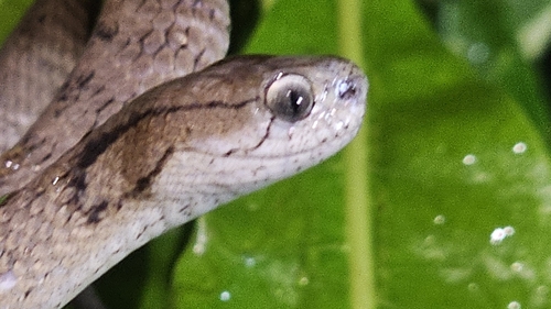Keeled Slug Snake