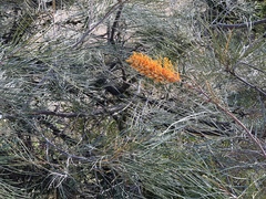 Grevillea pteridifolia