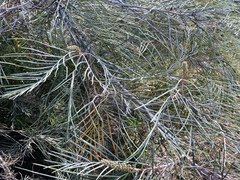 Grevillea pteridifolia