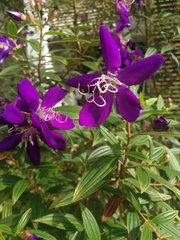 Pleroma semidecandrum