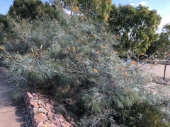 Grevillea pteridifolia