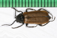 Cantharis palliata
