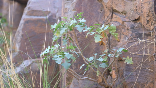 Sonchus pendulus, photograph 3