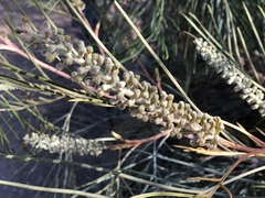 Grevillea pteridifolia