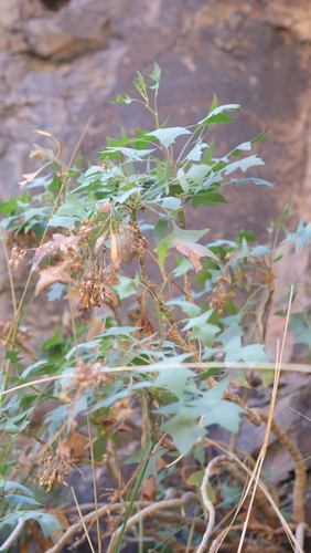 Sonchus pendulus, photograph 5