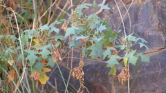 Sonchus pendulus, photograph (c) fmunoz, some rights reserved (CC BY)