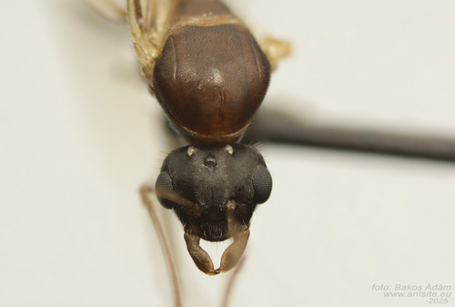 Central European Bicolored Ant, Esztergom, Magyarország, photo 9 of 10