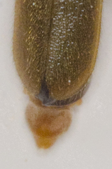 Cantharis pallida