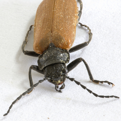 Cantharis palliata