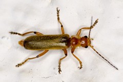 Cantharis pallida