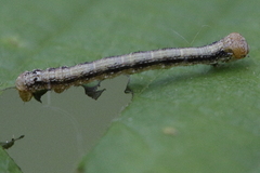 Erannis defoliaria
