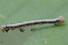 Erannis defoliaria