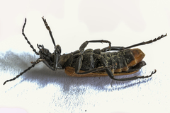 Cantharis palliata