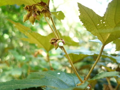 Rubus reflexus hui