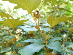Rubus reflexus hui