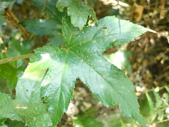 Rubus reflexus hui