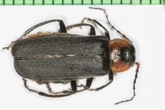 Cantharis reichei