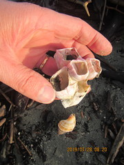 Notomegabalanus decorus