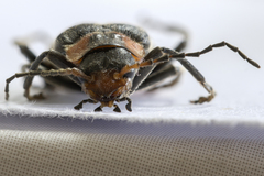 Cantharis reichei