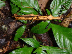 Pseudophasma bispinosum