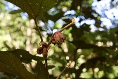 Rubus reflexus hui