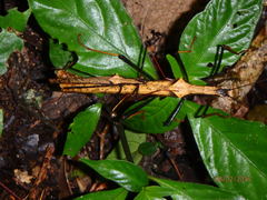 Pseudophasma bispinosum