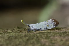 Pyrops watanabei