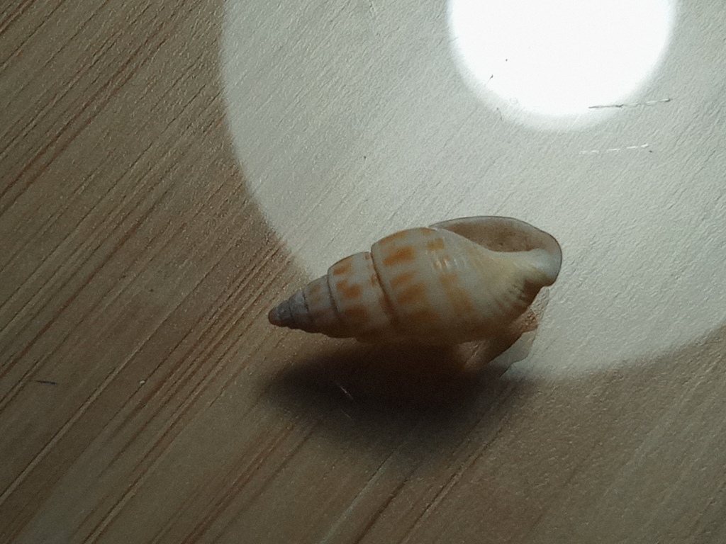Tritia elata