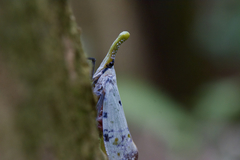 Pyrops watanabei