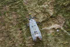 Pyrops watanabei