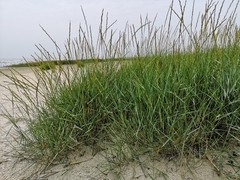 Elymus junceum