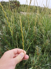 Elymus junceum