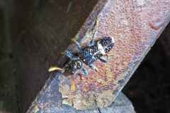 Scrobiger splendidus