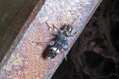 Scrobiger splendidus