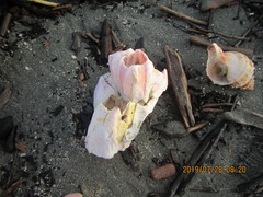 Notomegabalanus decorus