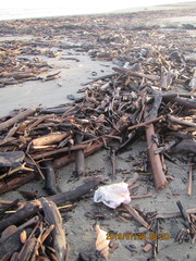 Notomegabalanus decorus