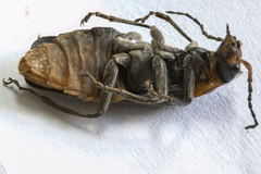 Cantharis reichei