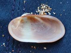 Barbatia