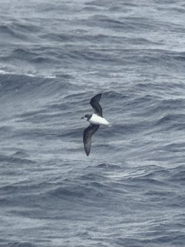 Soft-plumaged Petrel (Pterodroma mollis), photo 9