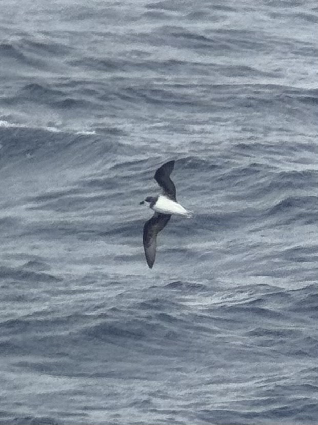 Soft-plumaged Petrel (Pterodroma mollis), photo 10