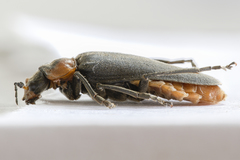 Cantharis reichei