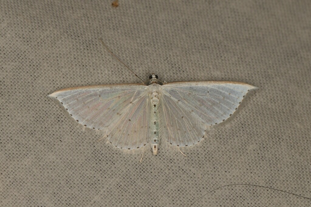 Derambila synecdema