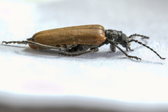 Cantharis palliata