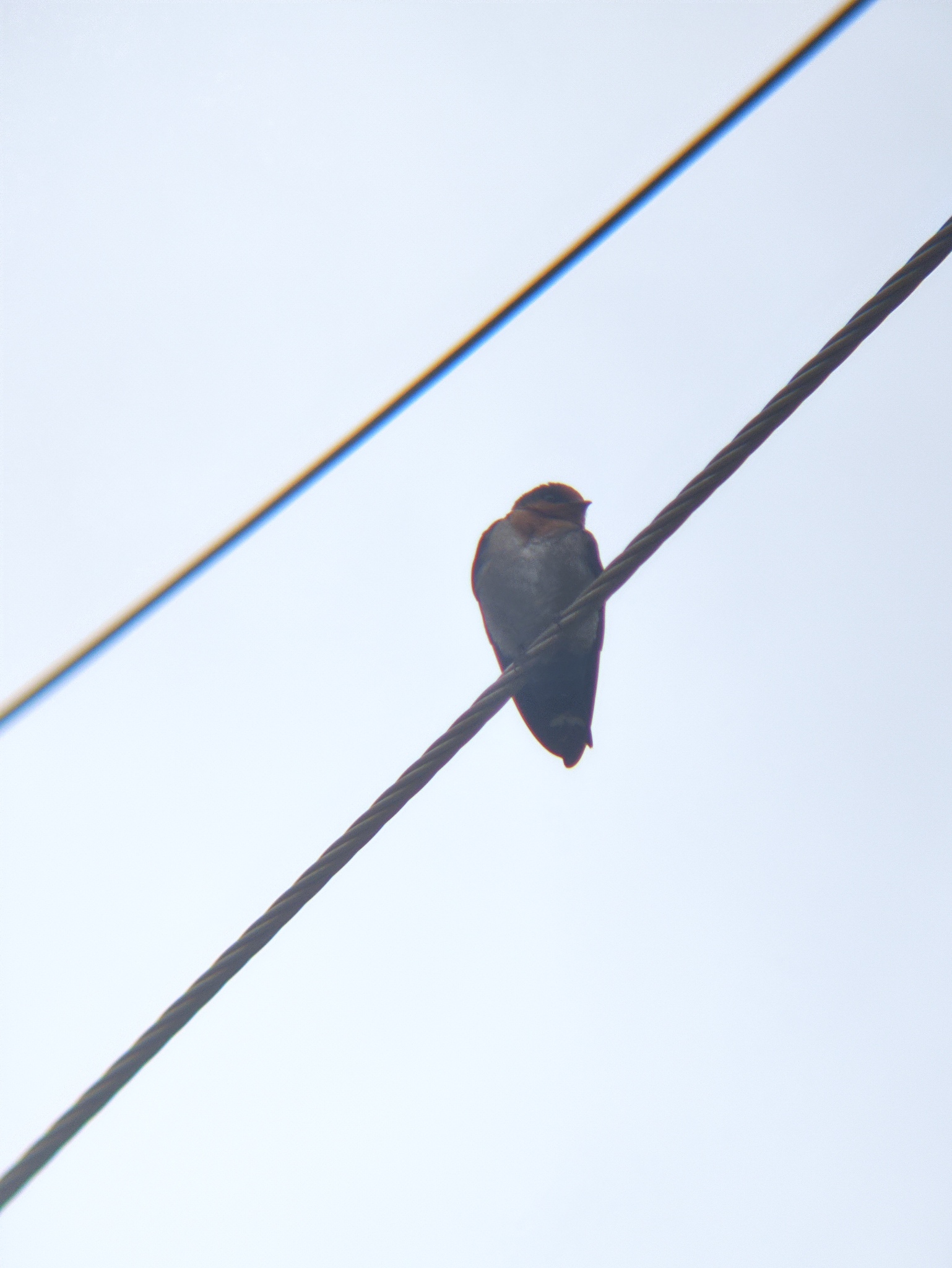 Hill Swallow (Hirundo domicola), photo 9