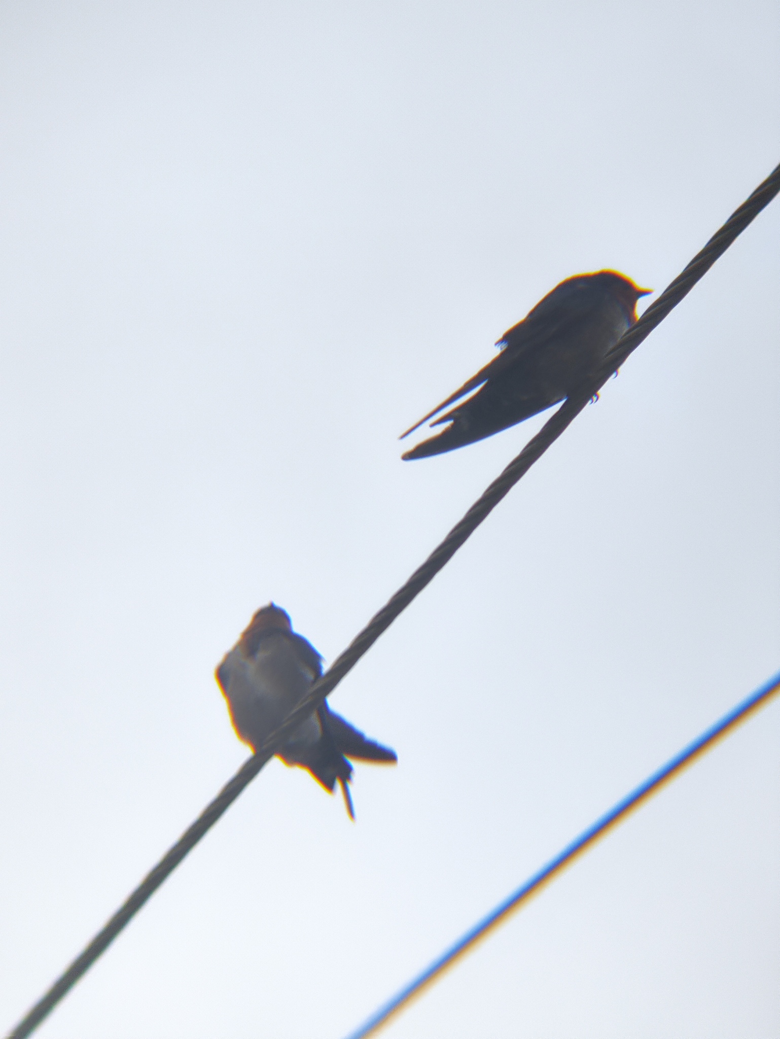 Hill Swallow (Hirundo domicola), photo 8