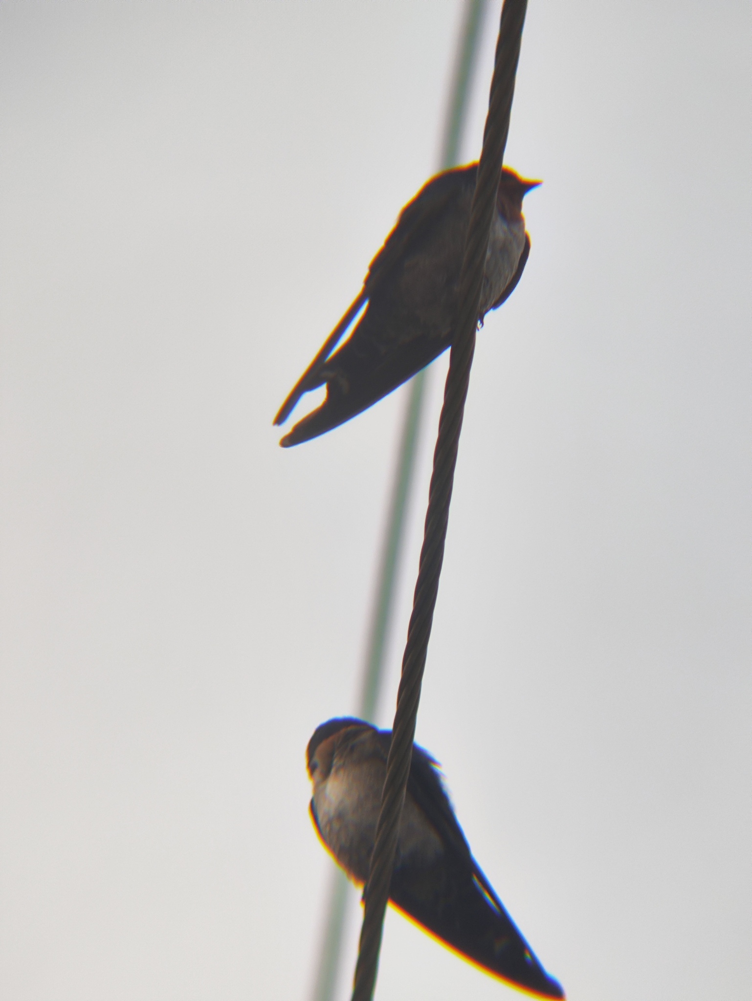 Hill Swallow (Hirundo domicola), photo 10